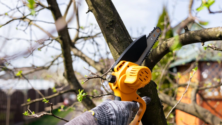 2 Tree Trimming Services